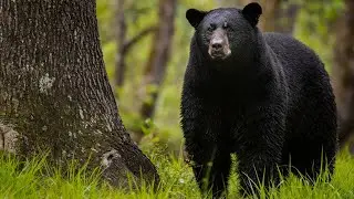 Online Black Bear Photography Class | Wildlife Photography