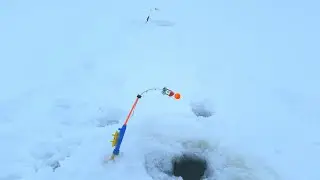 Рыбалка берша.