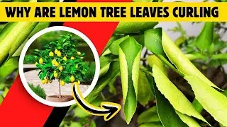 Why Your Lemon Tree Leaves Are Curling and How to Save Them