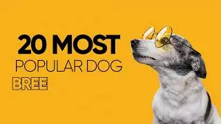 Top 20 dog in the world |  Top 20 dog breeds in the world |The cutest dogs ever