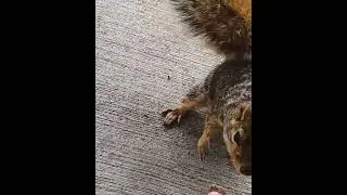 Patches the Squirrel | Wildlife Rehabilitation | Dermatophytosis