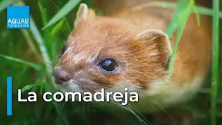 La COMADREJA, el CARNÍVORO más pequeño