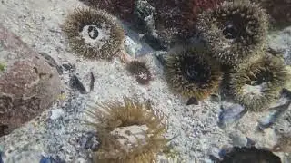 Betties tide pools