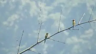 Best bridge camera for birding / bird photography