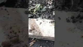 How to Get Rid Of Slugs In The Garden 