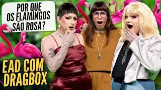 Camila Fremder Answers Questions in Distance Learning with Dragbox