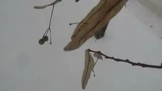 Уильям Шекспир. Сонет 5.