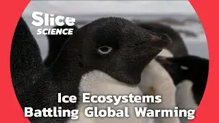 Antartic Extremophiles: Can They Survive Global Warming? | SLICE SCIENCE