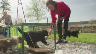 Na obisku pri vzrediteljici | Hovawart |  alfakan