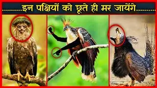 दुनिया के सबसे अनोखे पक्षी | 10 Most Unique Birds in the World | The Rarest Birds in the World