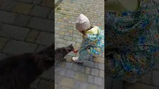 Love cat ❤️#like #subscribe