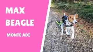 Max Beagle 🐶 con 1 año en el monte Adi 🌄