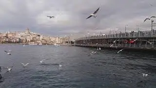 istanbul eminönü sahil martılar