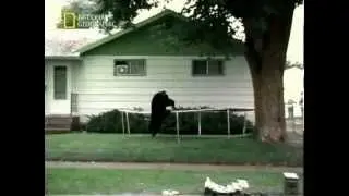 Летающий мишка