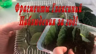 Фрагменты глоксиний. Наблюдения за год