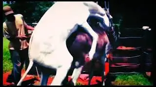 Donkey and horse mating video | donkey mating with donkey and horse