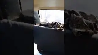 татарская мафия 