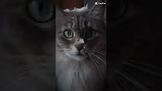 Хехехехахехк #cat #shorts