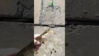 Щука на червя
