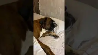 Немецкий Боксер/Спи моя радость усни