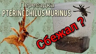 Пересадка Pterinochilus murinus  в новые контейнеры. 