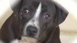 HSUS Busts Dog Fighters in Arizona