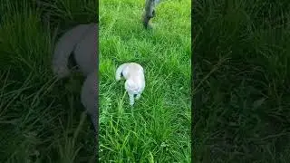 Прогулка по траве.... #shorts