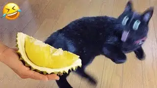 Funniest Cats And Dogs Videos😁- Best Funny Animal Videos 2024🐕‍🦺