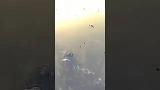 BABY TURTLE HITCHING A RIDE