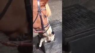 КААААААЙФ