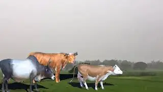 animal stampede 3