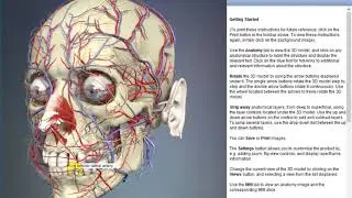 Inferior labial artery | Arteries of head and neck | 3D Human Anatomy | Organs