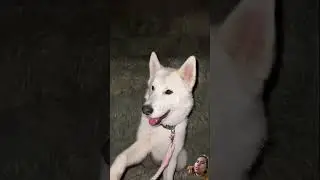anjing lucu