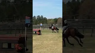 What an incredible 9 yr old #stallion. Quiberon made easy work of his 3rd 4* xc!! #horse