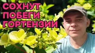 😱 Гортензия СОхнет! Что я делаю НЕ ТАК?! 🌸 Сухие побеги на гортензии? Я знаю, что делать!