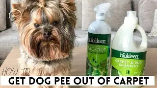 How To Get Dog Pee Out Of Carpet | Yorkie 101