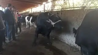 Қиммати гову мол дар молбозори Нуроншоҳ 02 10 24г
