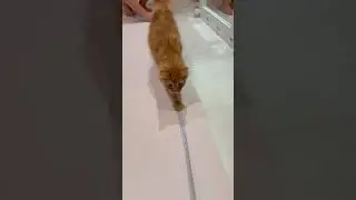 Кот-прораб😂 #собака #немецкаяовчарка #животные #рыжийкот #топ