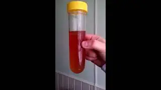 Светофор научный эксперимент