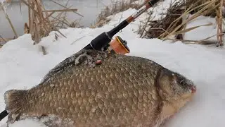 ЭТИ КАРАСИ ГНУТ СПИННИНГ В БУБЛИК !!! Как ловить карася на спиннинг ?
