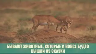 Дикая природа России