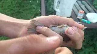 Поймали ВОРОБУШКА!!!