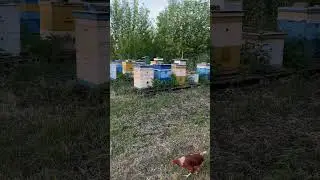 Мёда завались