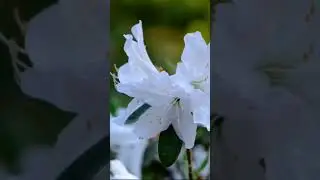 #naturesound #rain 😴😴💤🍀