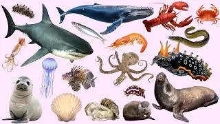 Learn SEA CREATURE Names in English - Ocean Animal Videos