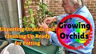 Unpotting Some Larger Dendrobiums