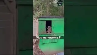 Смешной енот
