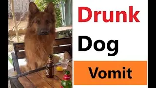 Fun Drunk dog vomit Vômito de cachorro bêbado Drunk dog vomit Vómito de perro borracho drunk dog fun