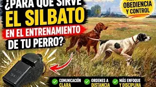 Uso del silbato en perro ultrasonido sonido como usar el silbato  silbato para perros para que venga