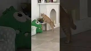 #котик пьет воду